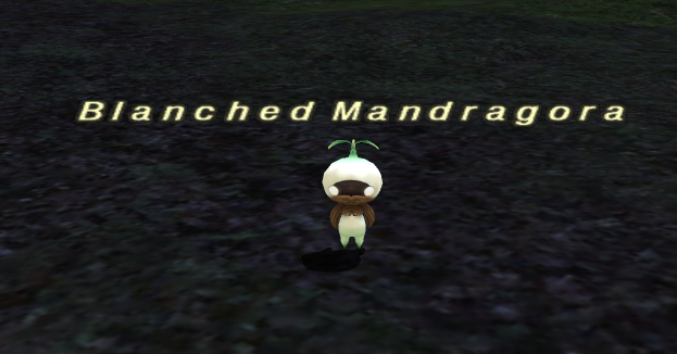 Mandragora